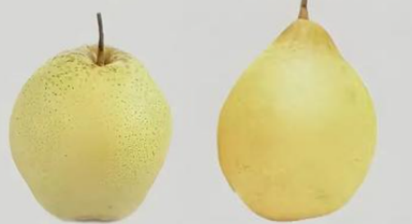 梨類存儲(chǔ)條件指南（雪梨、鴨梨）——不同品種溫濕度差異及實(shí)操方案